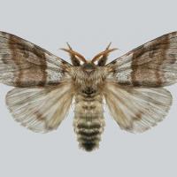 1666_Calliteara_pudibunda_M.jpg