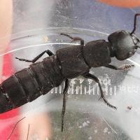 Пахучий стафилин (Ocypus olens)