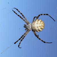 Argiope lobata. Prizzi.jpg