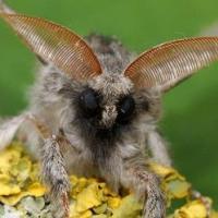 Calliteara pudibunda.jpg