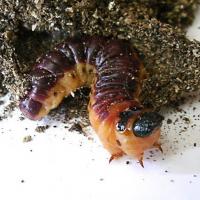 Cossus_cossus_3.jpg