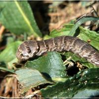 Deilephila_porcellus_1.jpg