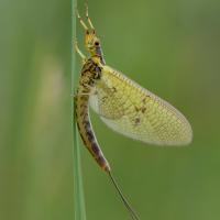Eintagsfliege,_Ephemeroptera.JPG