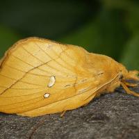 Euthrix potatoria самка.jpg