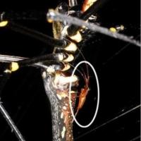 Nephila_komaci_2.jpg