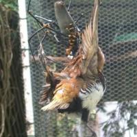 Nephila_komaci_3.jpg