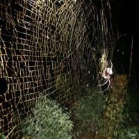 Nephila_komaci_4.jpg