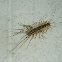 Scutigera coleoptrata