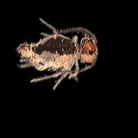 Sminthuridae_1.jpg
