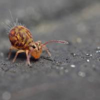Sminthuridae_2.jpg