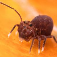 Sminthuridae_3.jpg