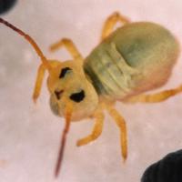 Sminthuridae_4.jpg
