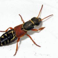Staphylinus caesareus