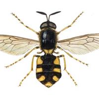 Stratiomys_chamaeleon_2.jpg
