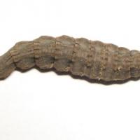 Stratiomys_chamaeleon_larva.jpg