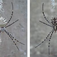 argiope-lobata-front-back.jpg