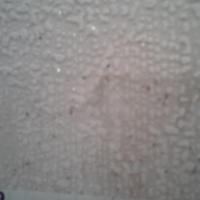 под скотчем обнаружила букашки ,некоторые коричневые,другие черные,продолговатые