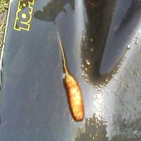 Живет в воде и перегное. Тело покрыто волосками, длина примерно 3 см, хвост 6 см