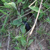 Майка обыкновенная (Meloe proscarabaeus)