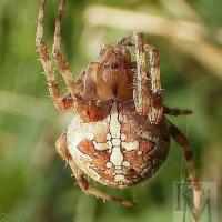 Araneus diadematus