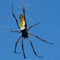 Nephila madagascariensis