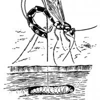 Thalessa lunator