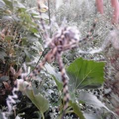 Аргиопа дольчатая (Argiope lobata)