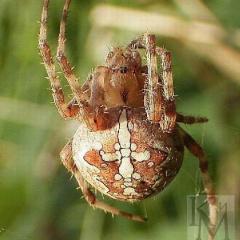 Araneus diadematus