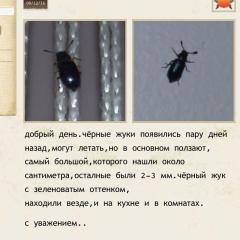 Жук с зеленоватым отливом