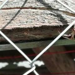 Паук с белой (или желтой) спиной и черной полосой на этой спине. Лапки полосатые. Найдет в Наро-фоминс. области.