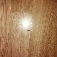 насекомое