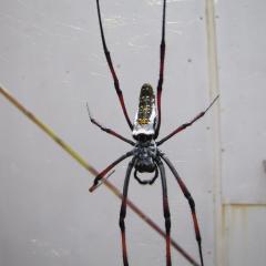 Nephila madagascariensis