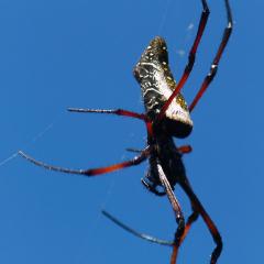 Nephila madagascariensis