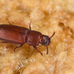 Tribolium castaneum