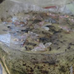 моль с желтыми пятнами
