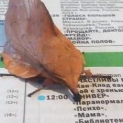 похож на лисичку